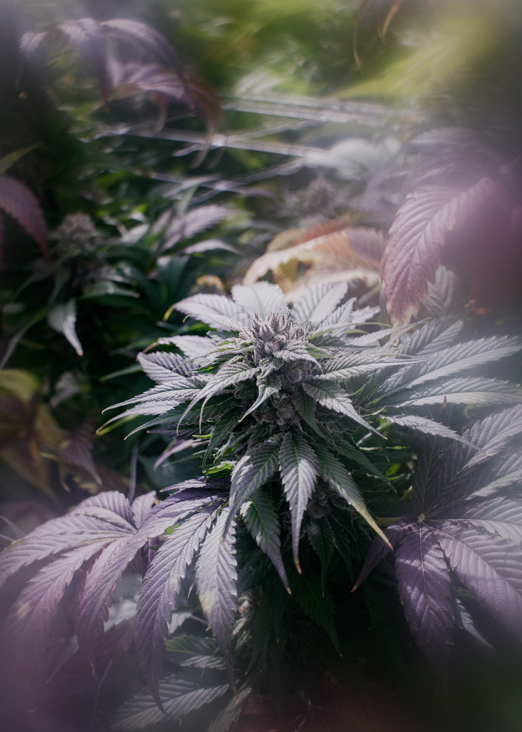 Purple Sun God — Pure Sunfarms