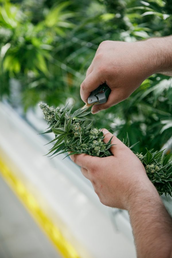 Close up of a Pure Sunfarms employee trimming a cola.