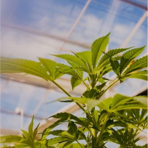 A plant inside a greenhouse.