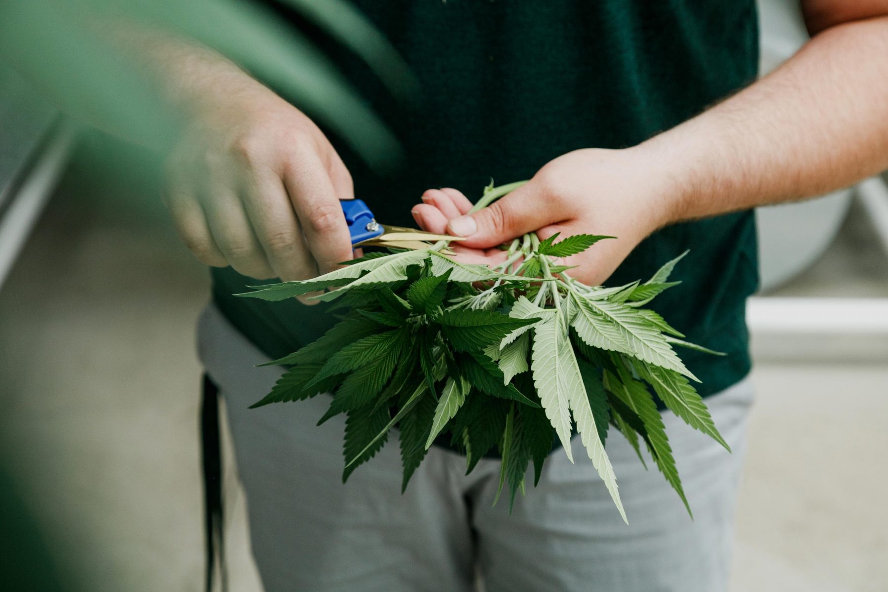 Grower trimming cannabis plant in greenhouse.