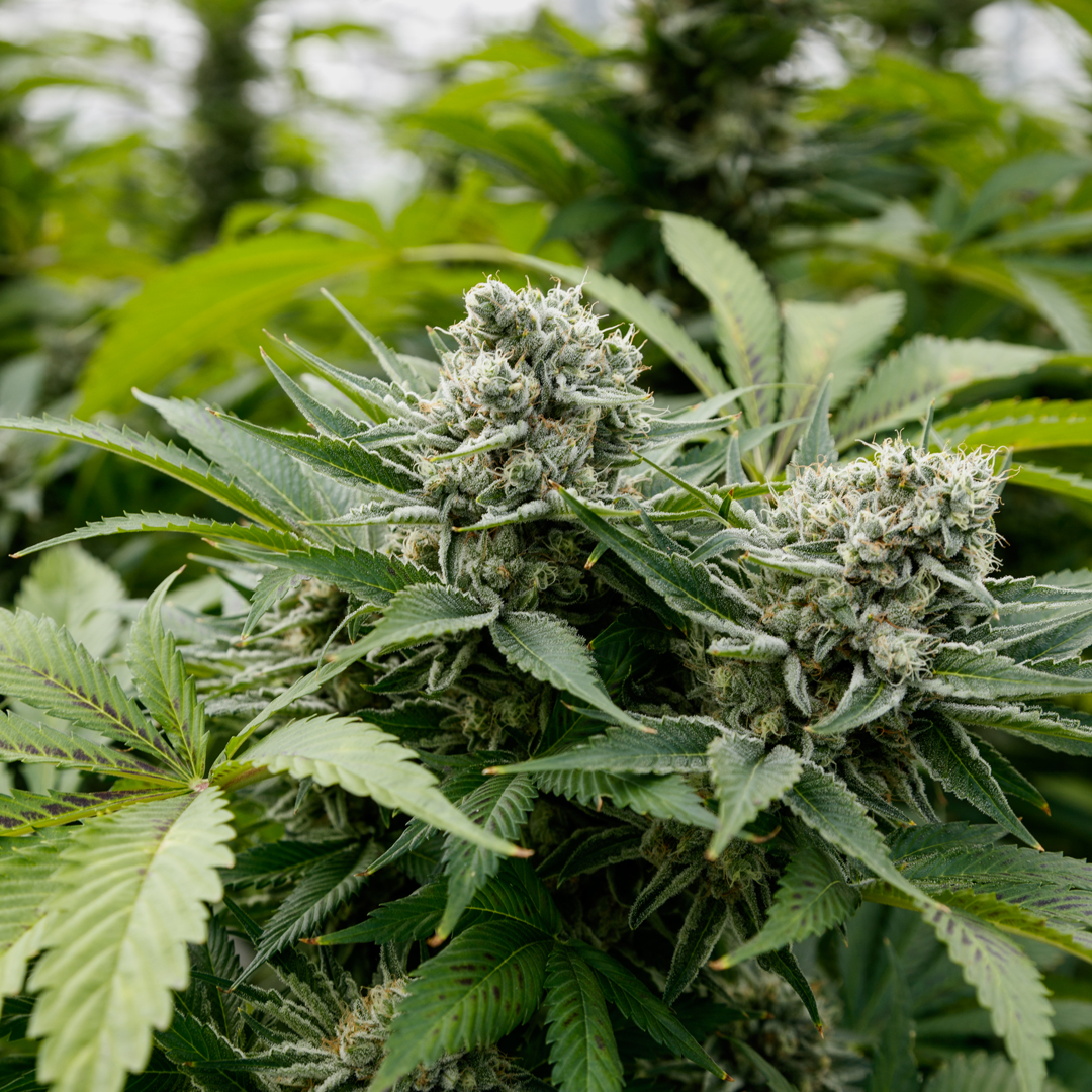 Budding cannabis plant in greenhouse