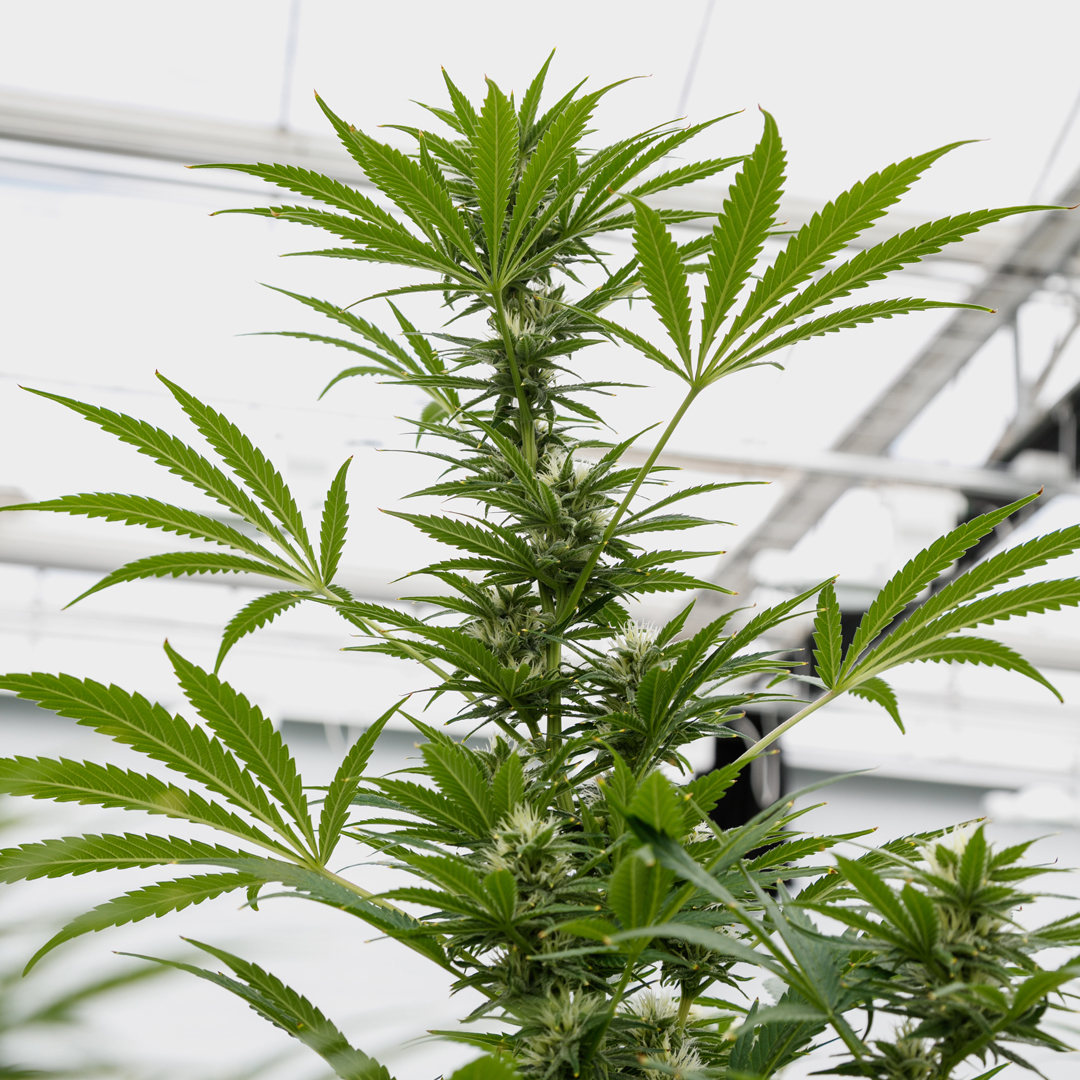 Cannabis plant in greenhouse