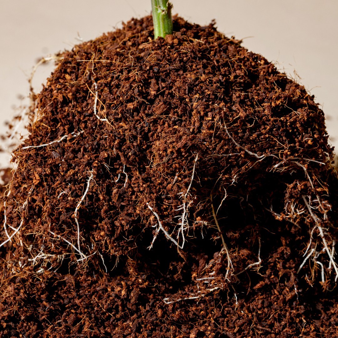 Soil and roots of cannabis plant.