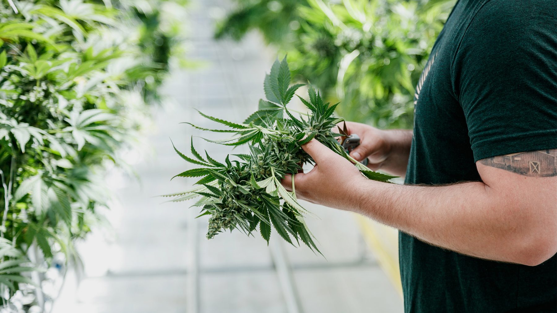 Someone holding a piece of a plant in the greenhouse.