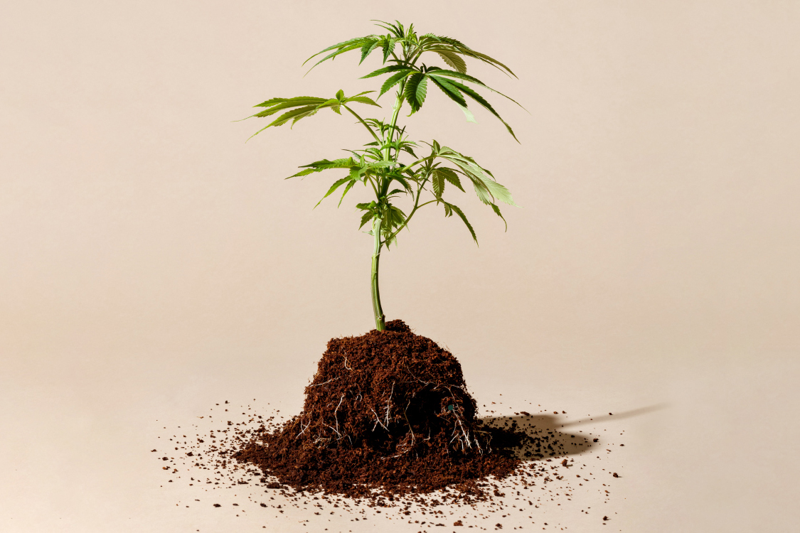 Growing, from the ground up