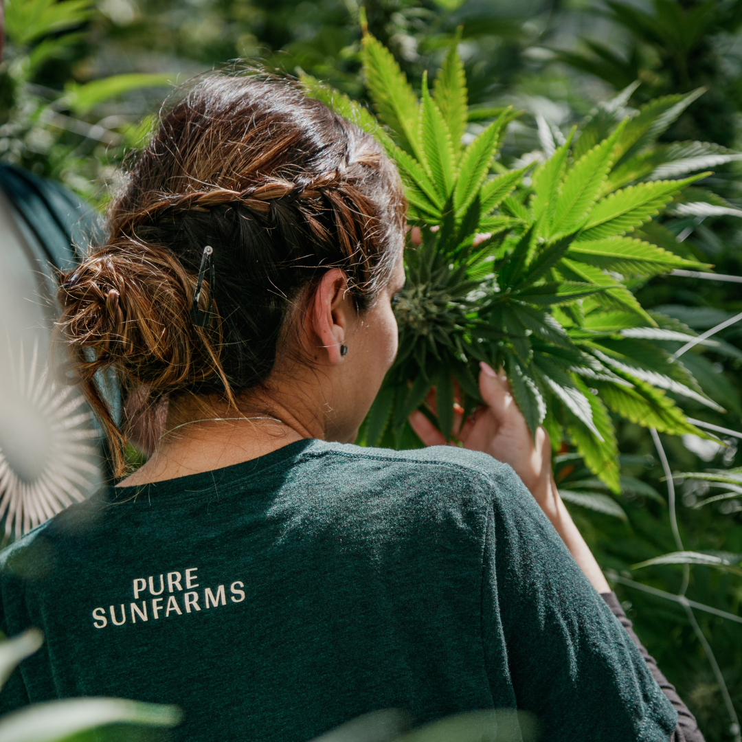 Grower in greenhouse