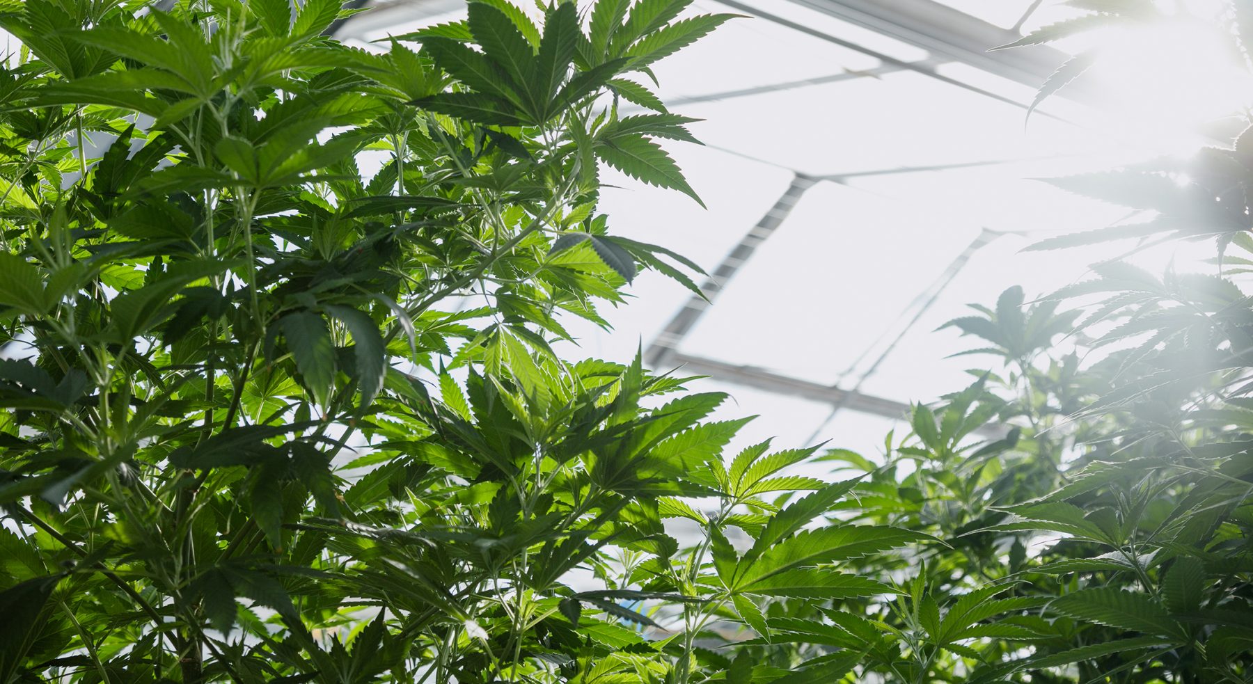 Plants growing in a greenhouse with light shining through the roof.