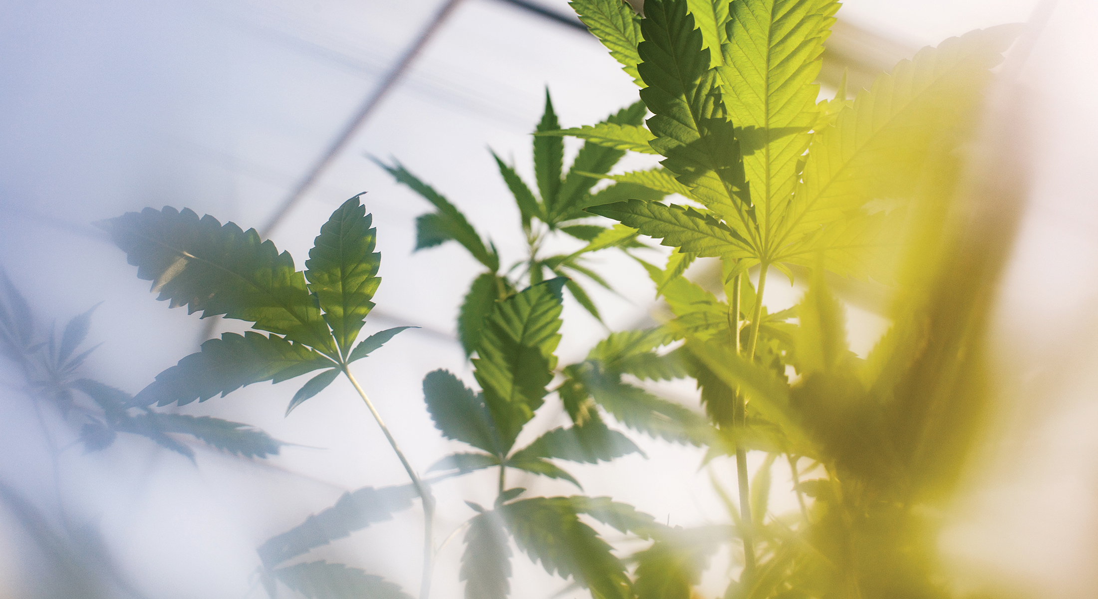 Pure Sunfarms Brings B.C. Grown Cannabis to Canada’s Recreational Market