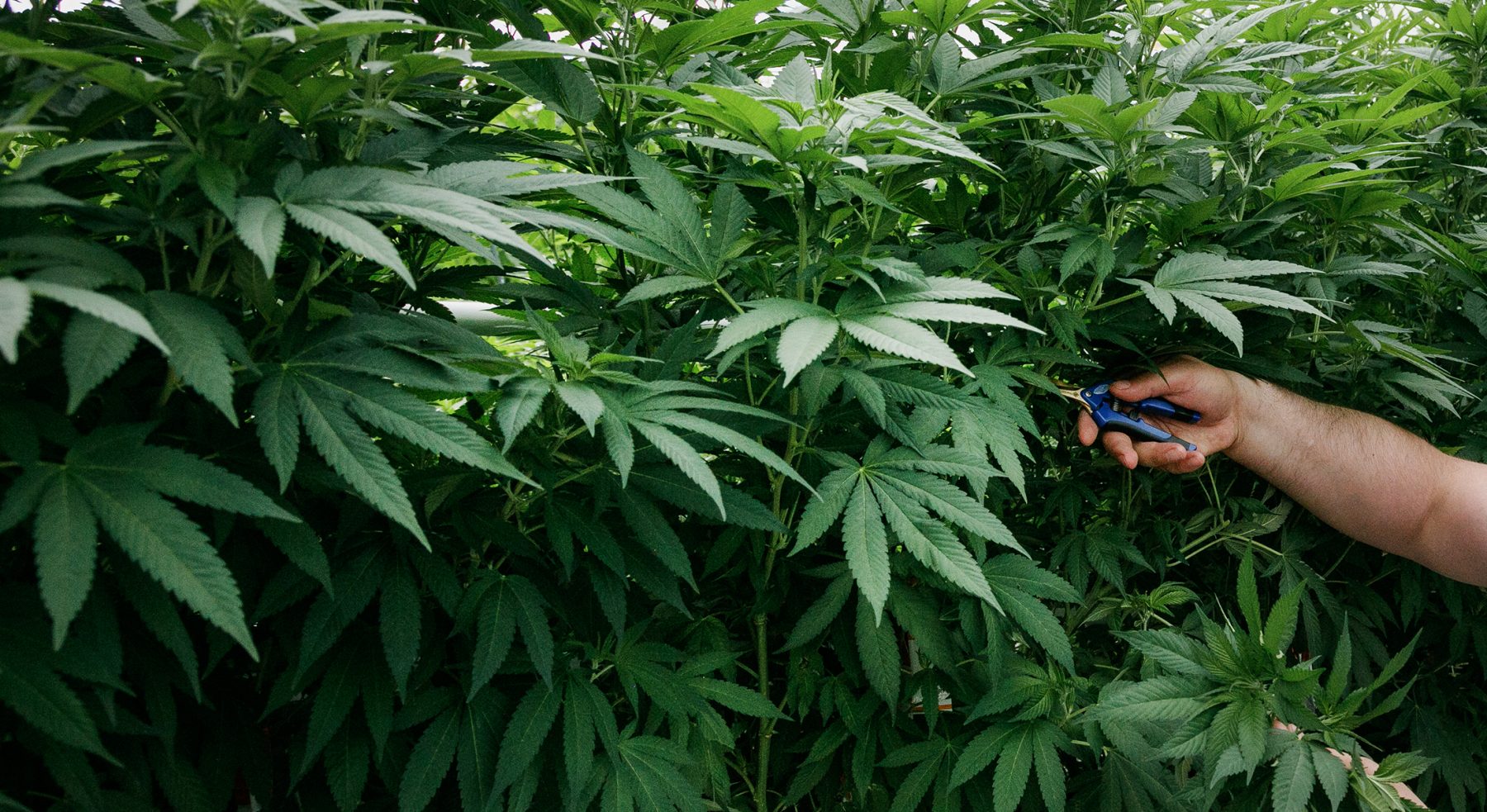 A hand reaching out to trim a large plant.