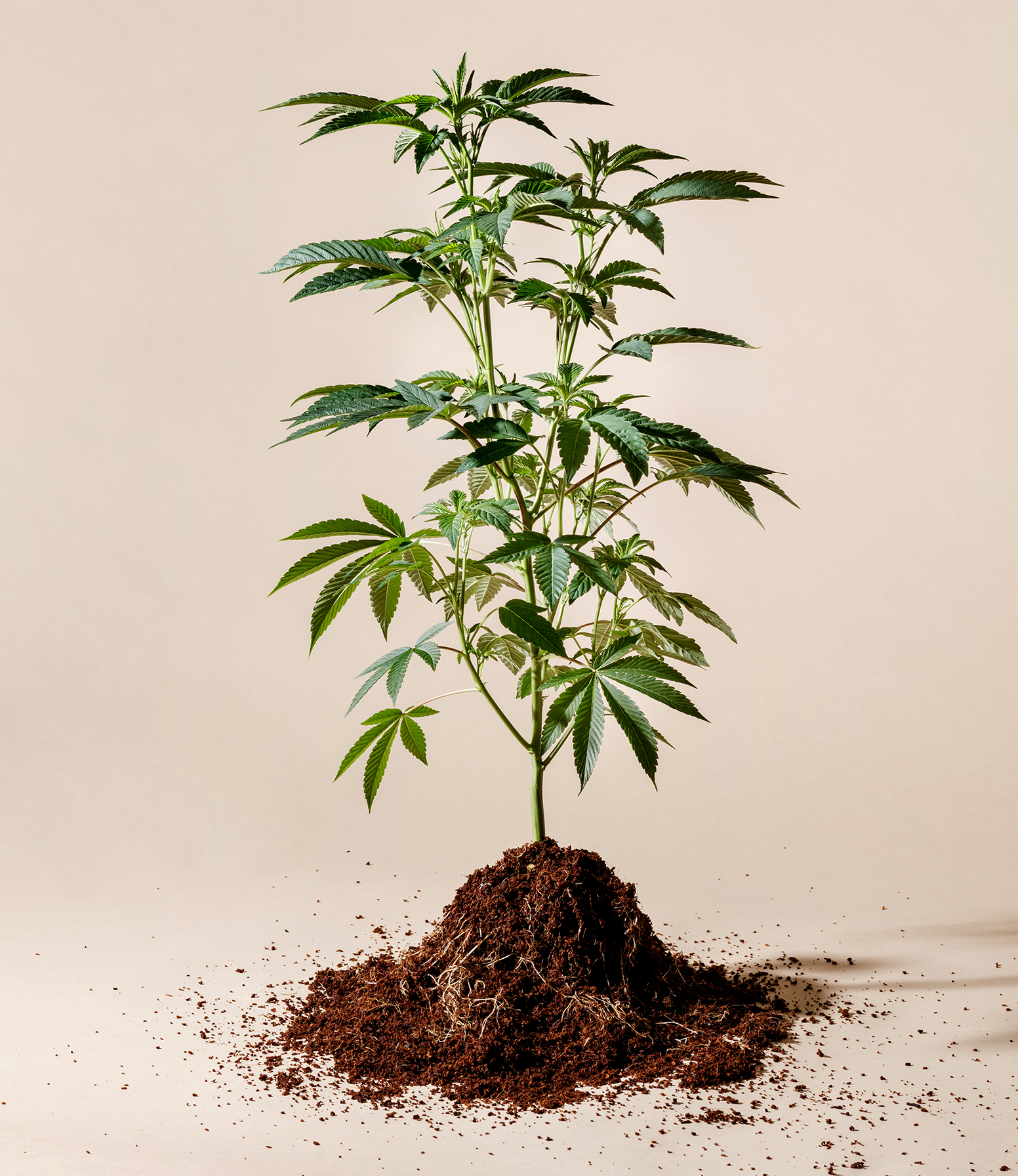 Pure Sunfarms Adds Cannabis Seeds to Product Portfolio, for the Home Grower