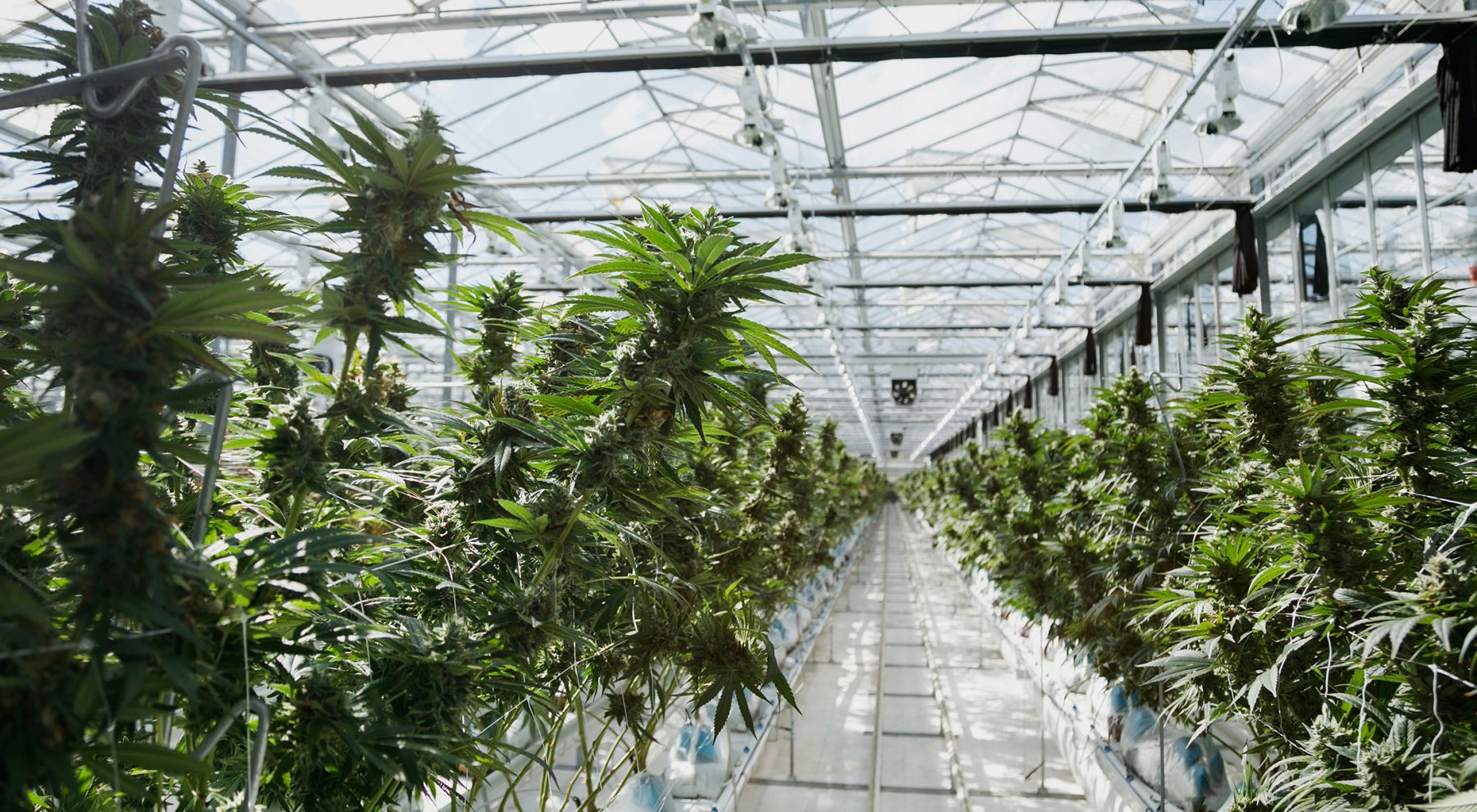 Two rows of plants in a greenhouse.