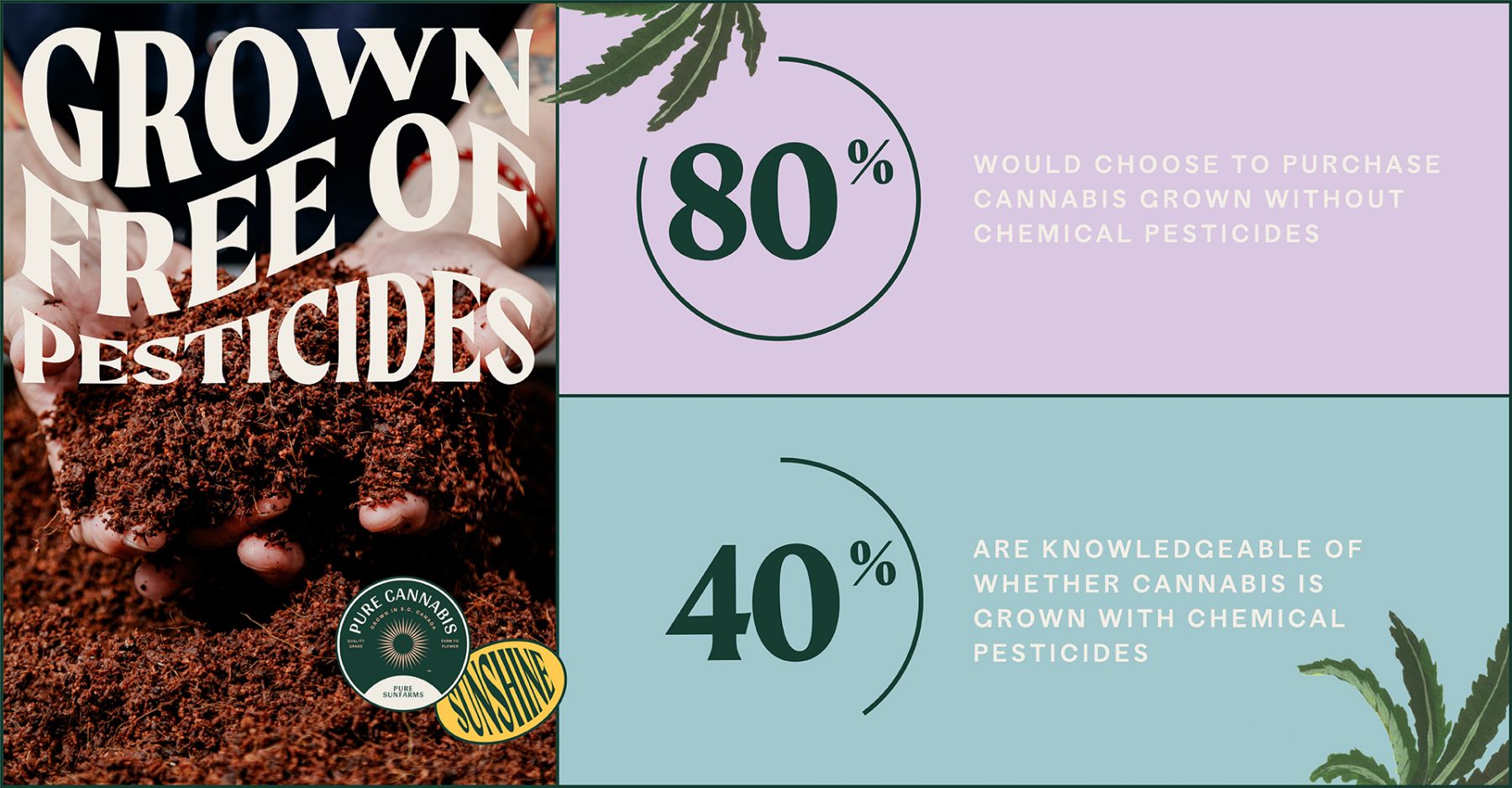 Graphic with stats: and 80% would choose to purchase cannabis grown without chemical pesticides, 40% are knowledgeable whether cannabis is grown with chemical pesticides. Pure Sunfarms is grown free of pesticides.