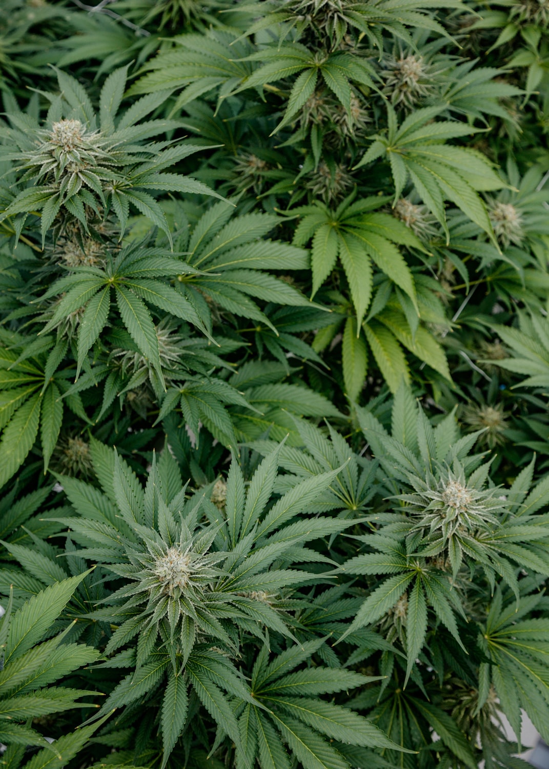 Afghan Kush fan leaves.