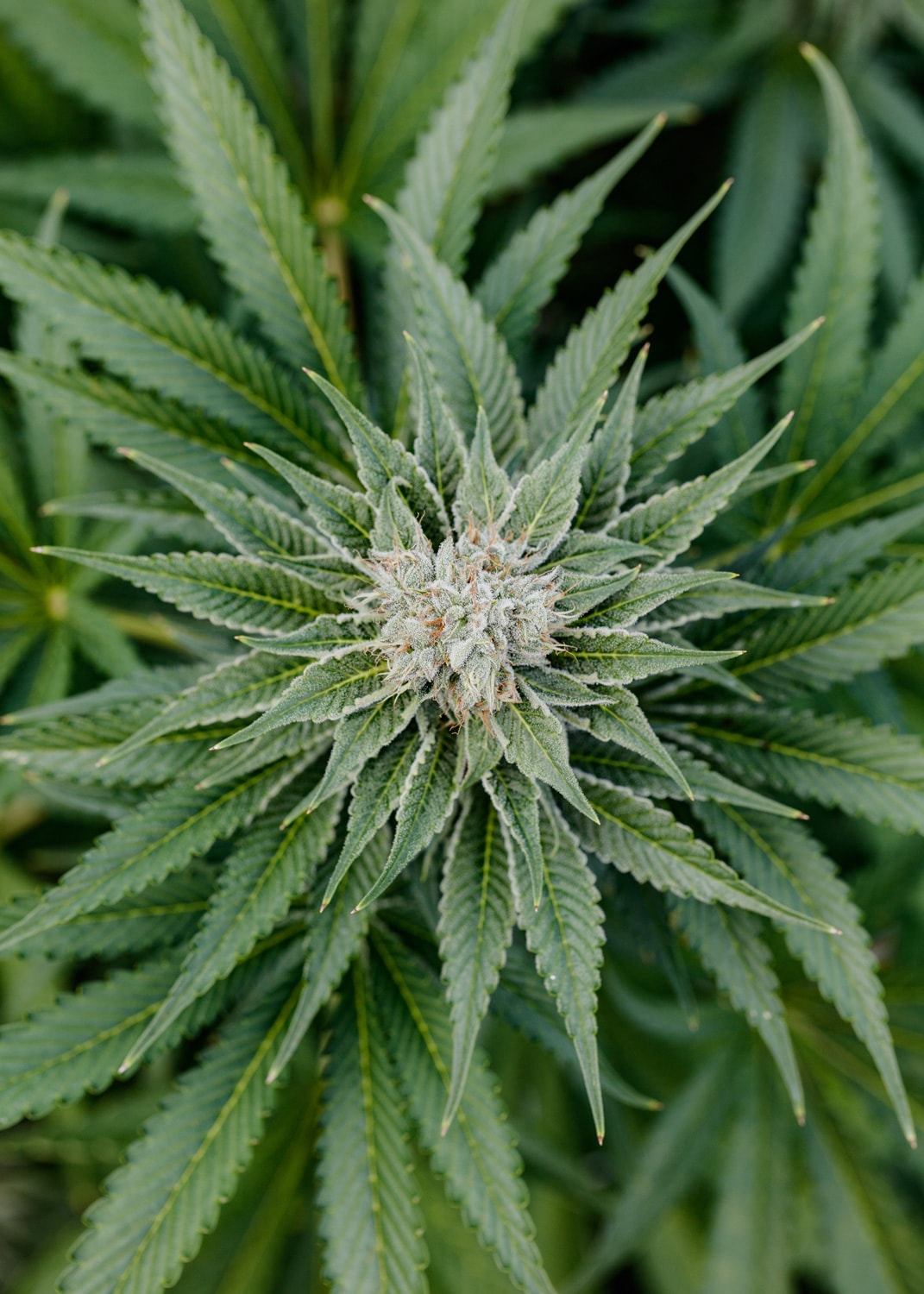 Beginning of cola for Afghan Kush.