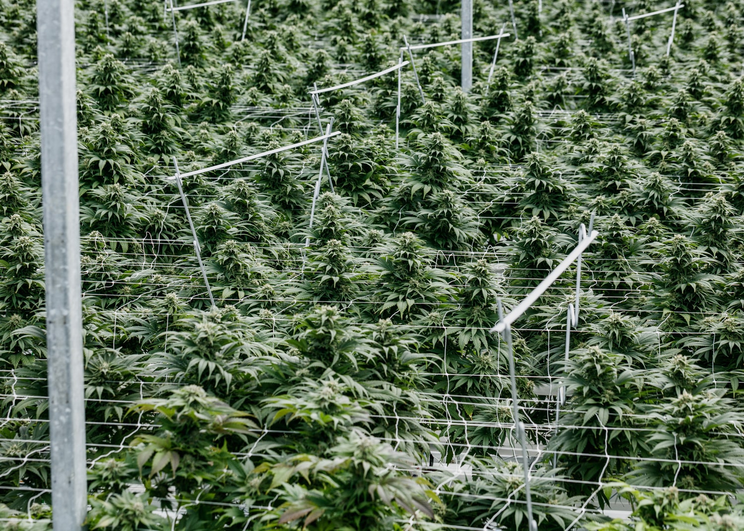 Afghan Kush flowering stage.