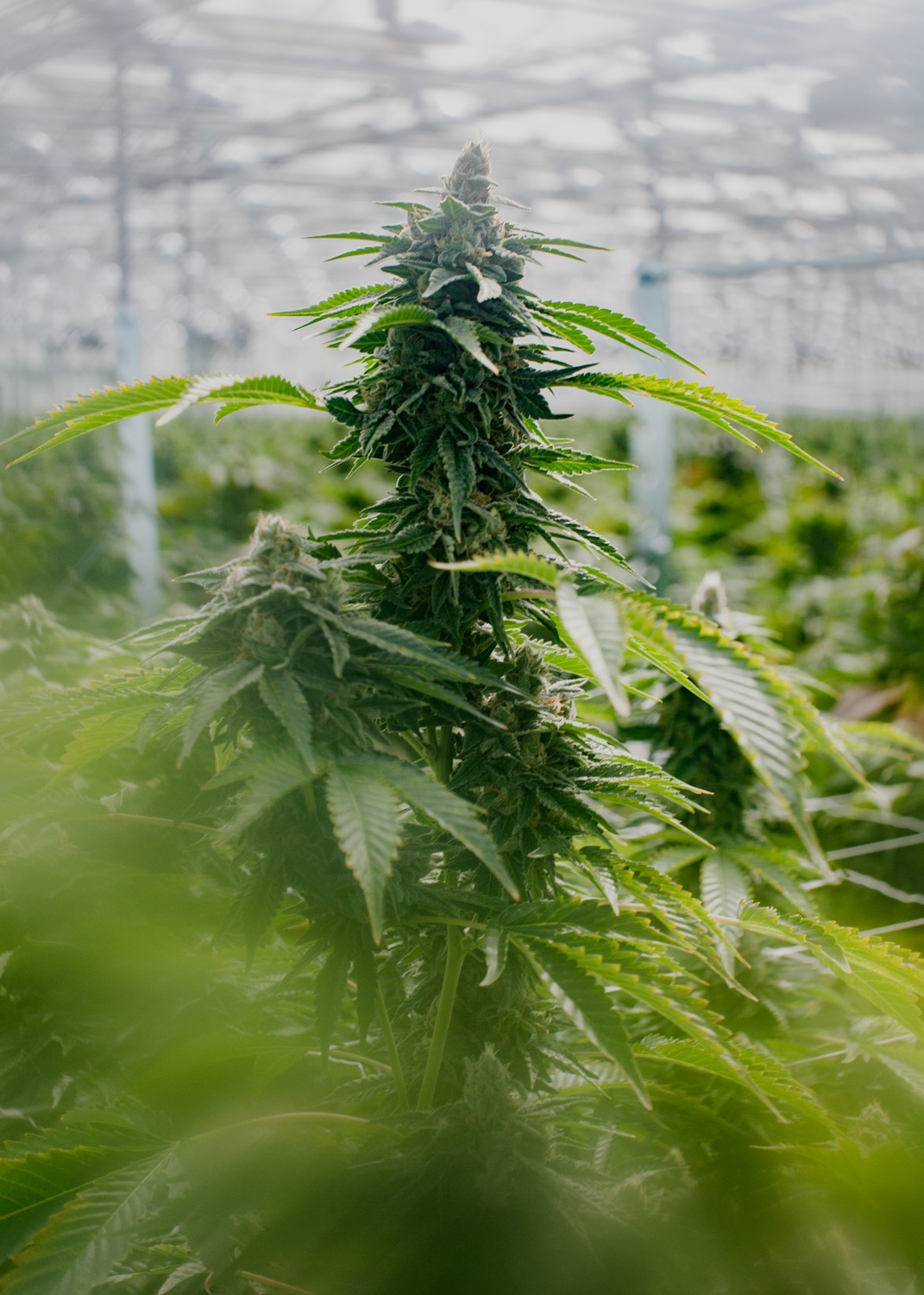 Headband cola growing in the greenhouse.