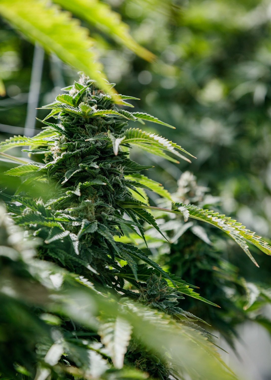 Headband in week 8 of growing.