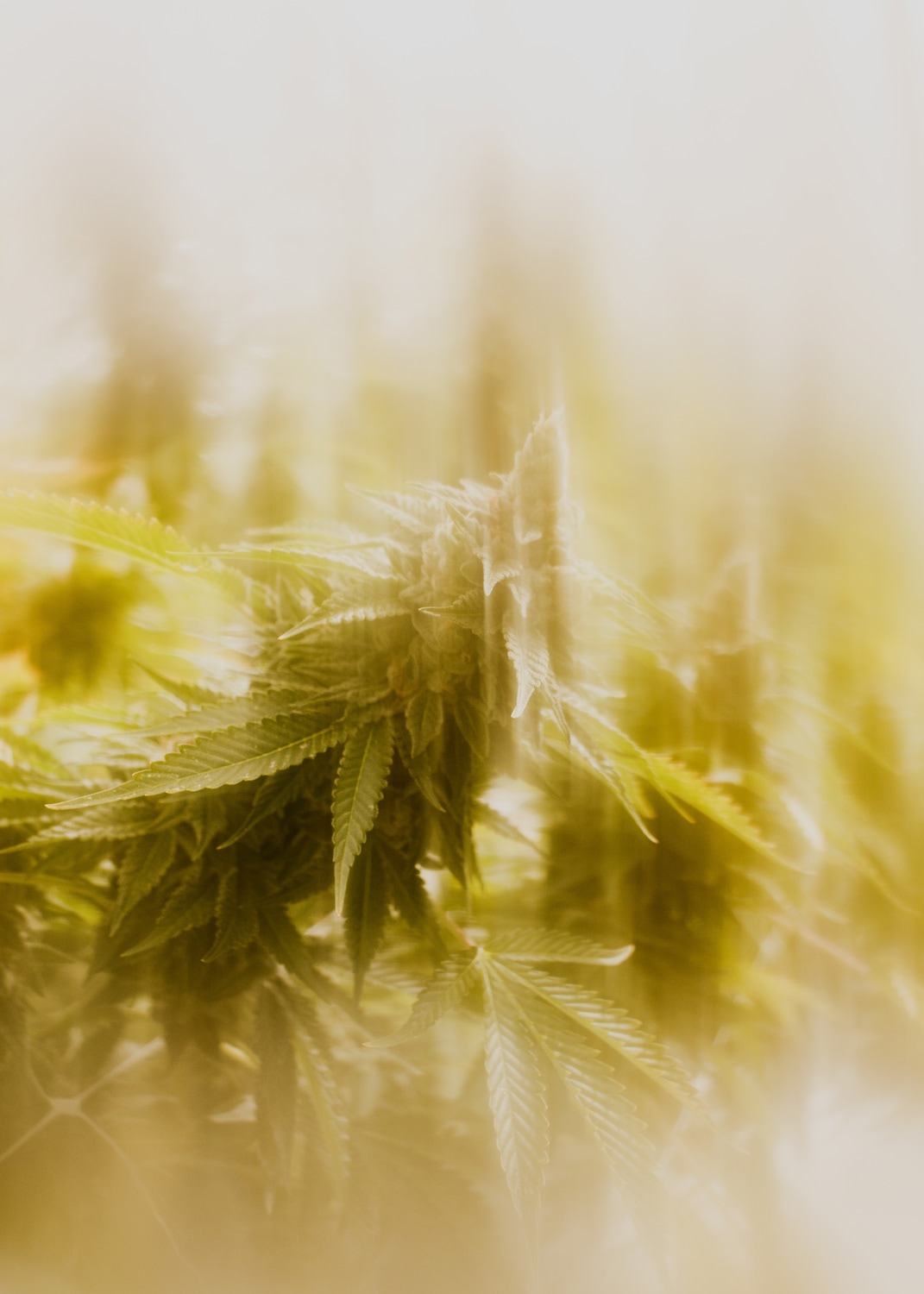 Headband plant hit by sunlight and blurred.