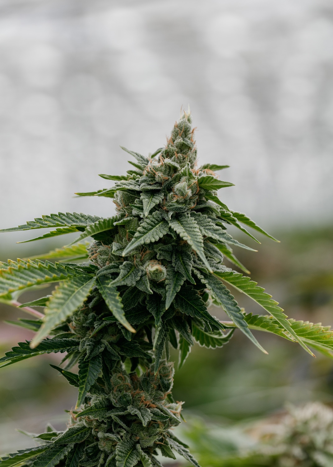 Headband plant trichomes and pistils