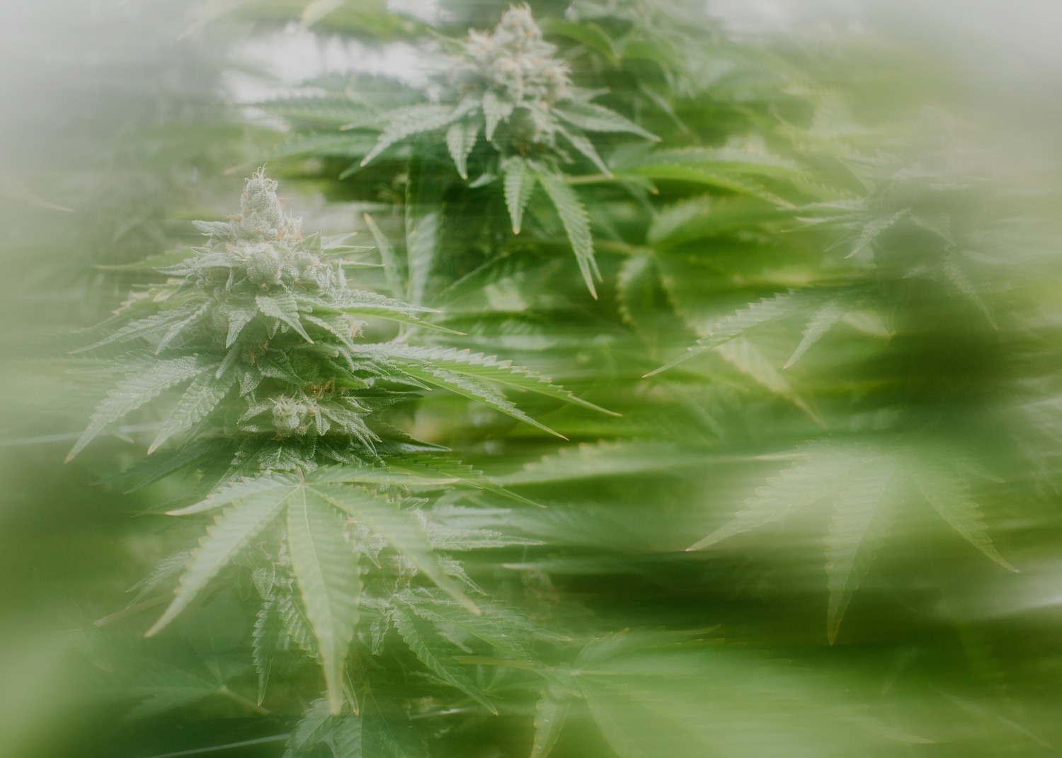 Headband plant blurred.