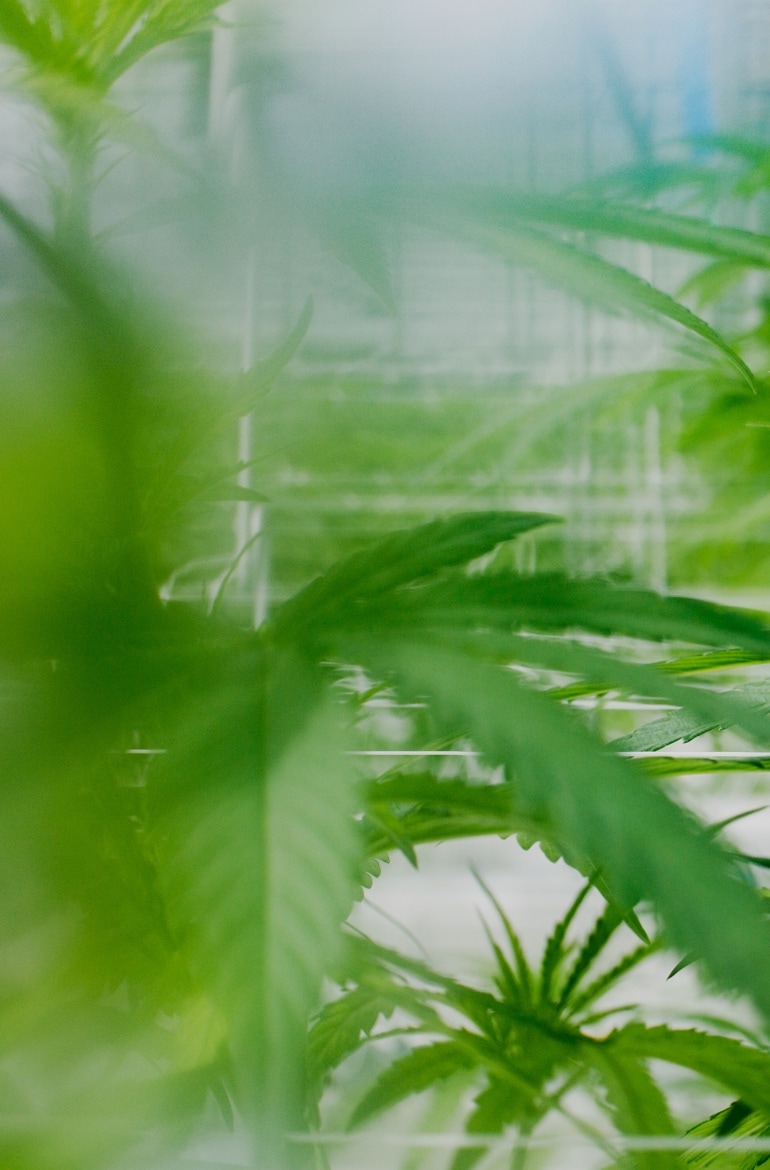 Peering between the leaves of an Island Honey plant in a nursery.