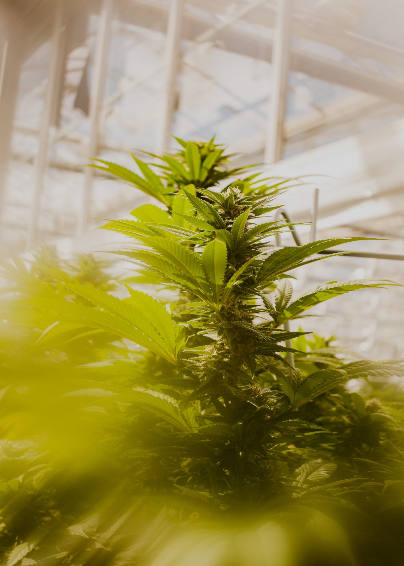 Island Honey King cola growing in the greenhouse.