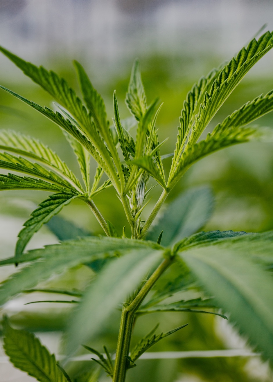 Island Honey plant in a nursery.