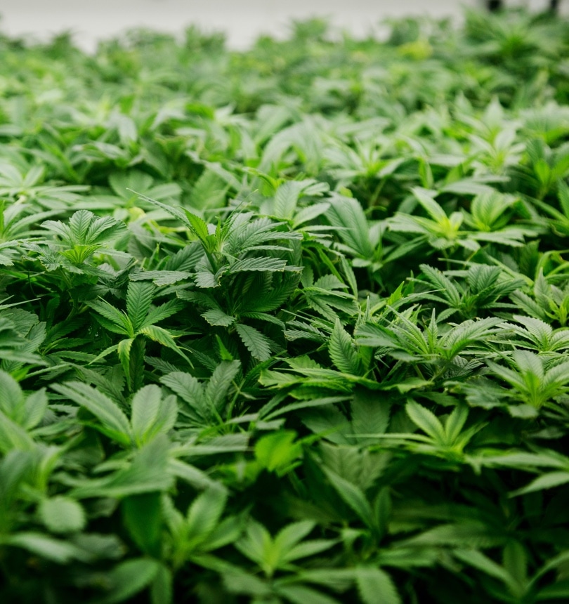 Many Island Honey plants.