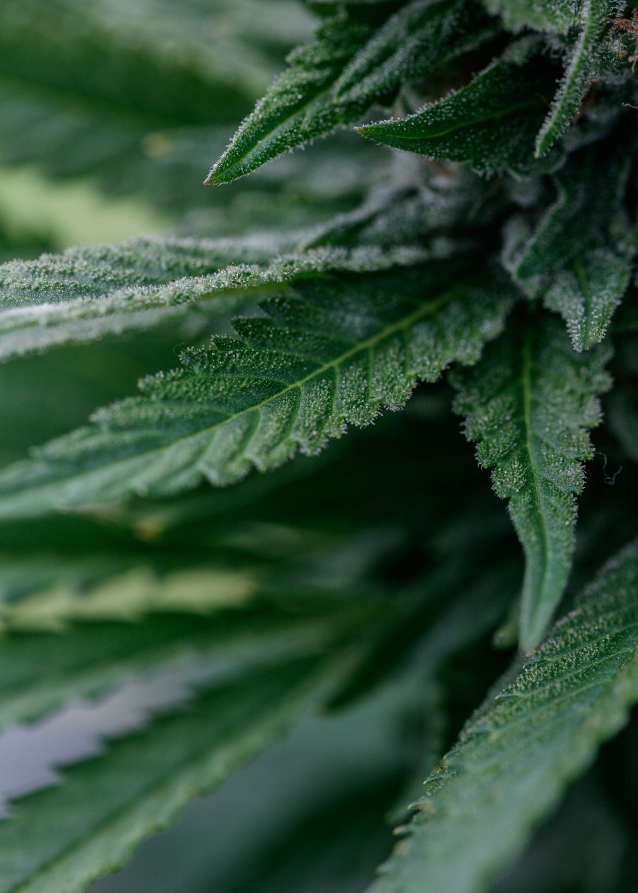 Island Honey fan leaf detail.