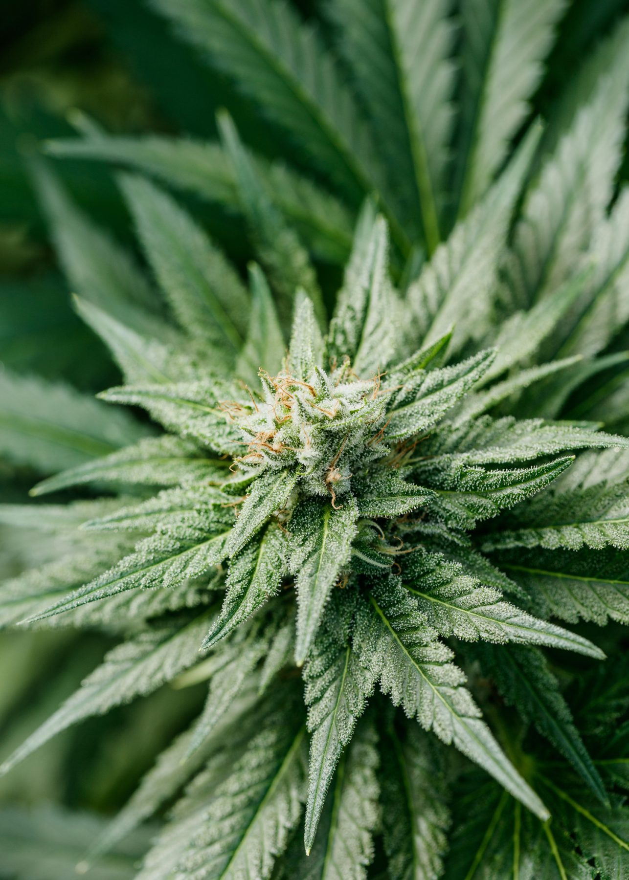 Island Honey trichomes and pistils.