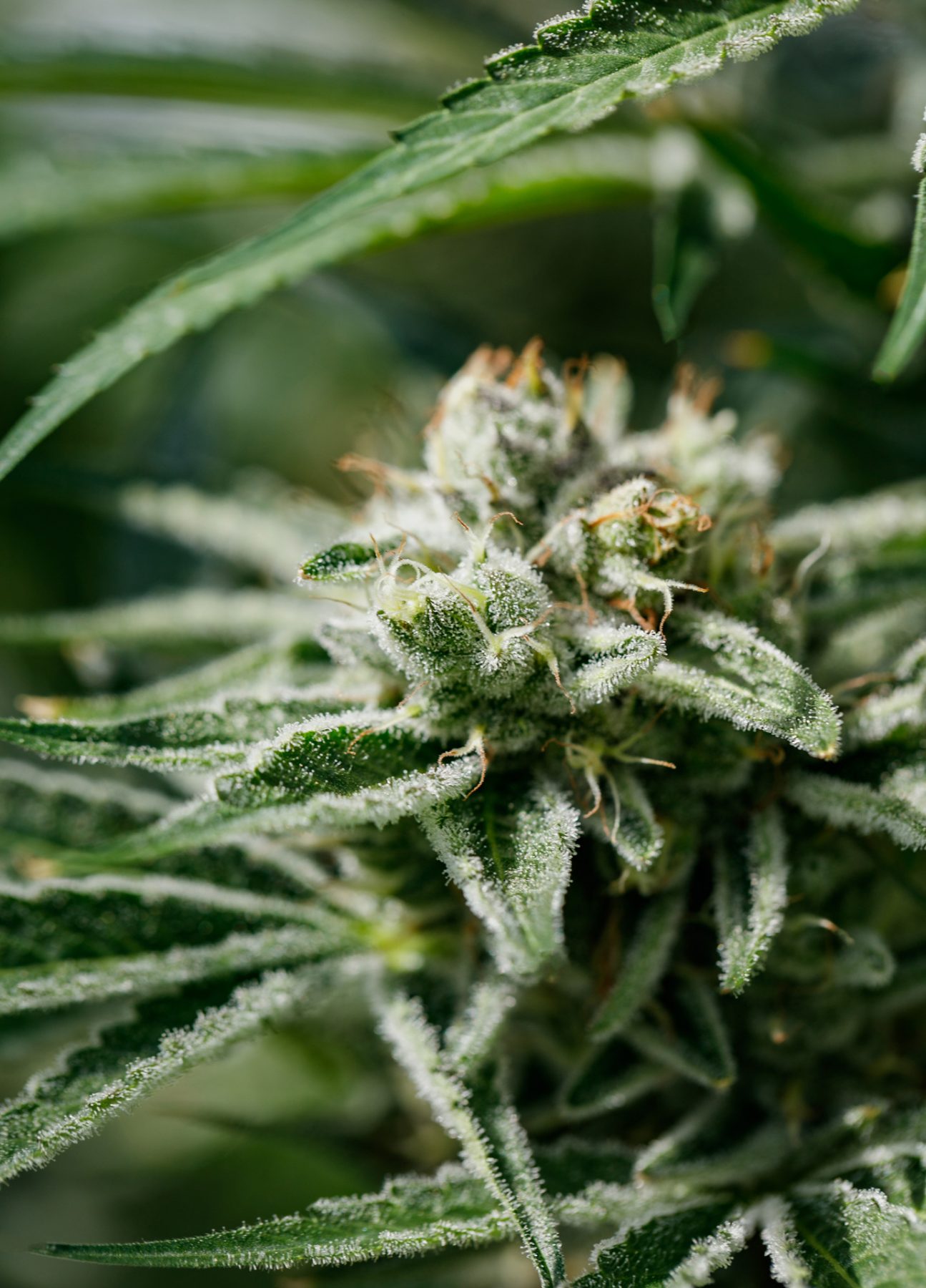 A close-up image of D. Bubba with trichomes