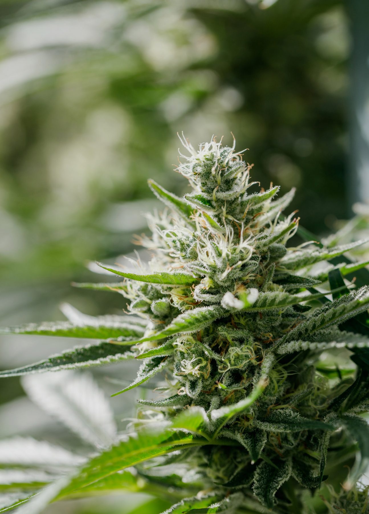 A close-up image of D. Bubba cola with trichomes