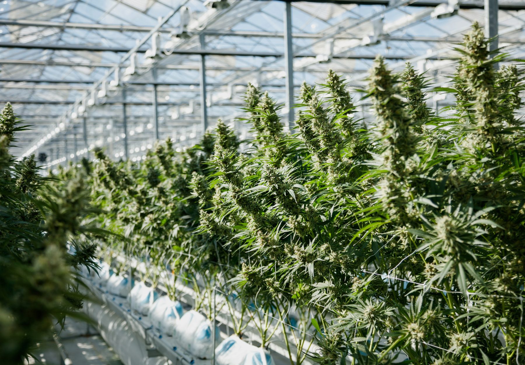 D. Bubba plants in the greenhouse
