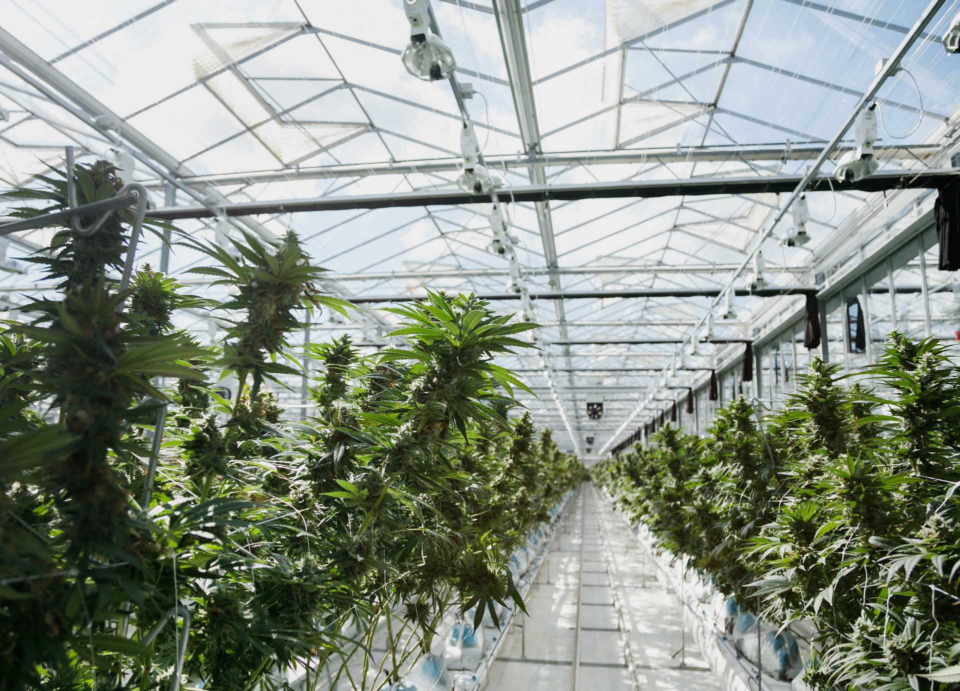 Pure Sunfarms Signs Groundbreaking Cannabis Research Partnership with Langara College
