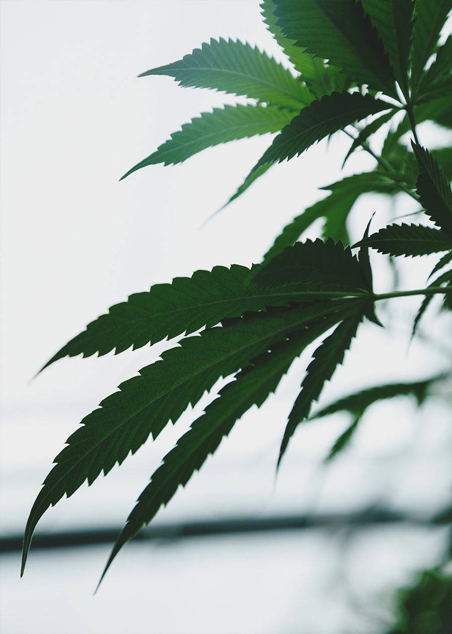 pennywise plant photo