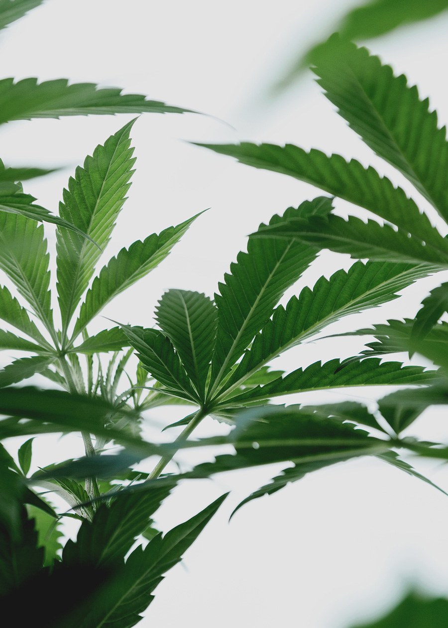 pennywise plant photo