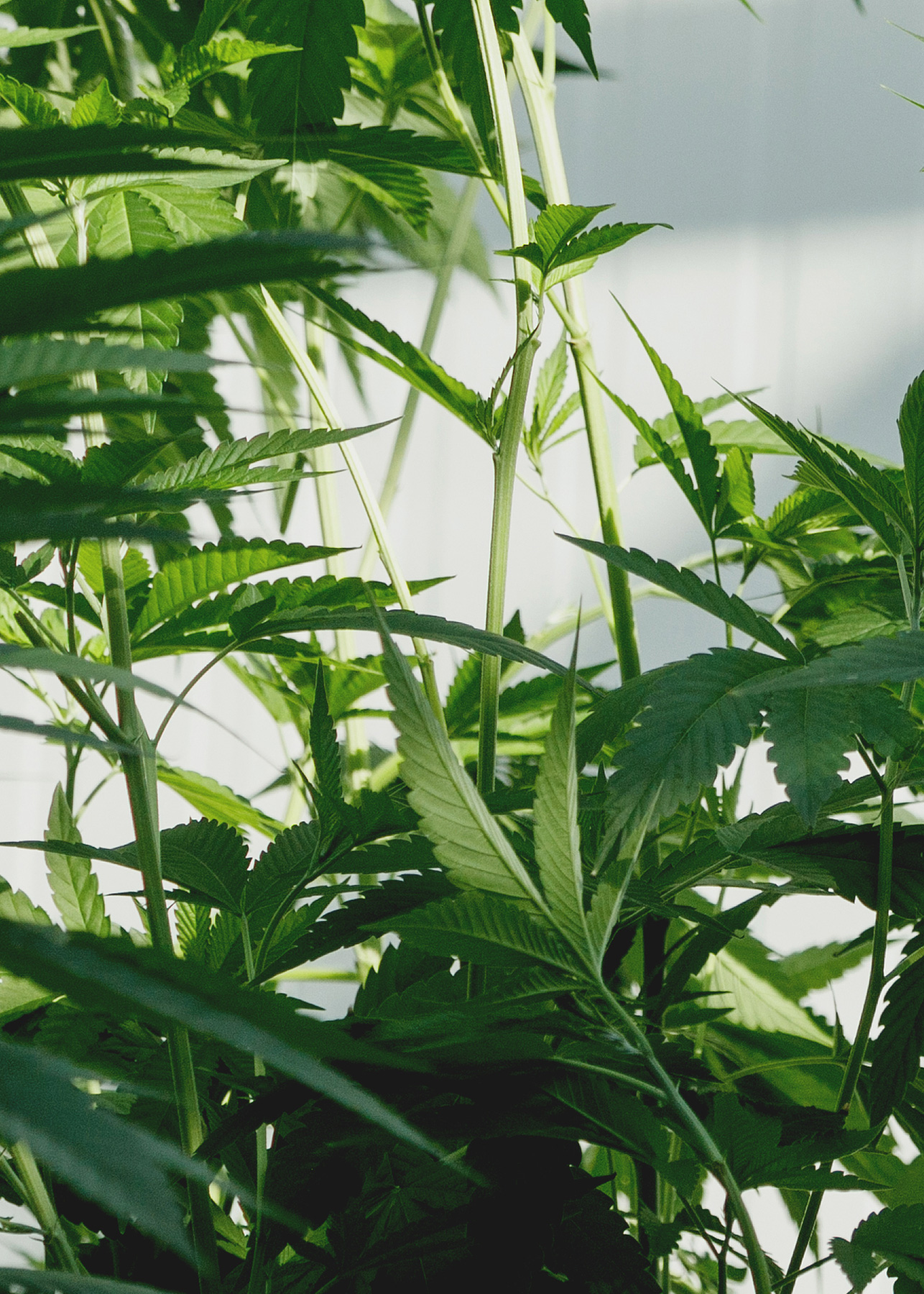 pennywise plant photo