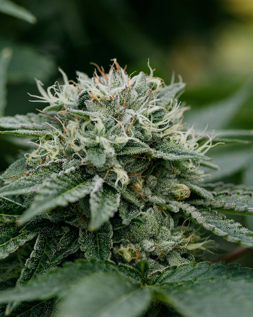 pink kush fresh plant