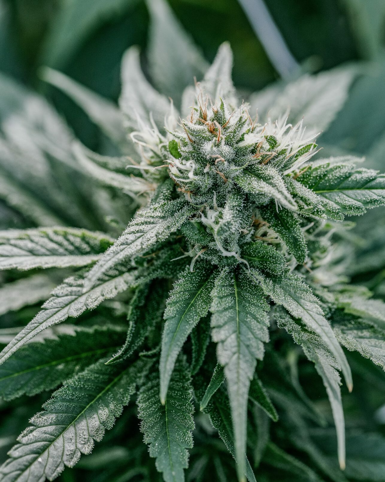 Pure Sun CBD trichomes and pistils.