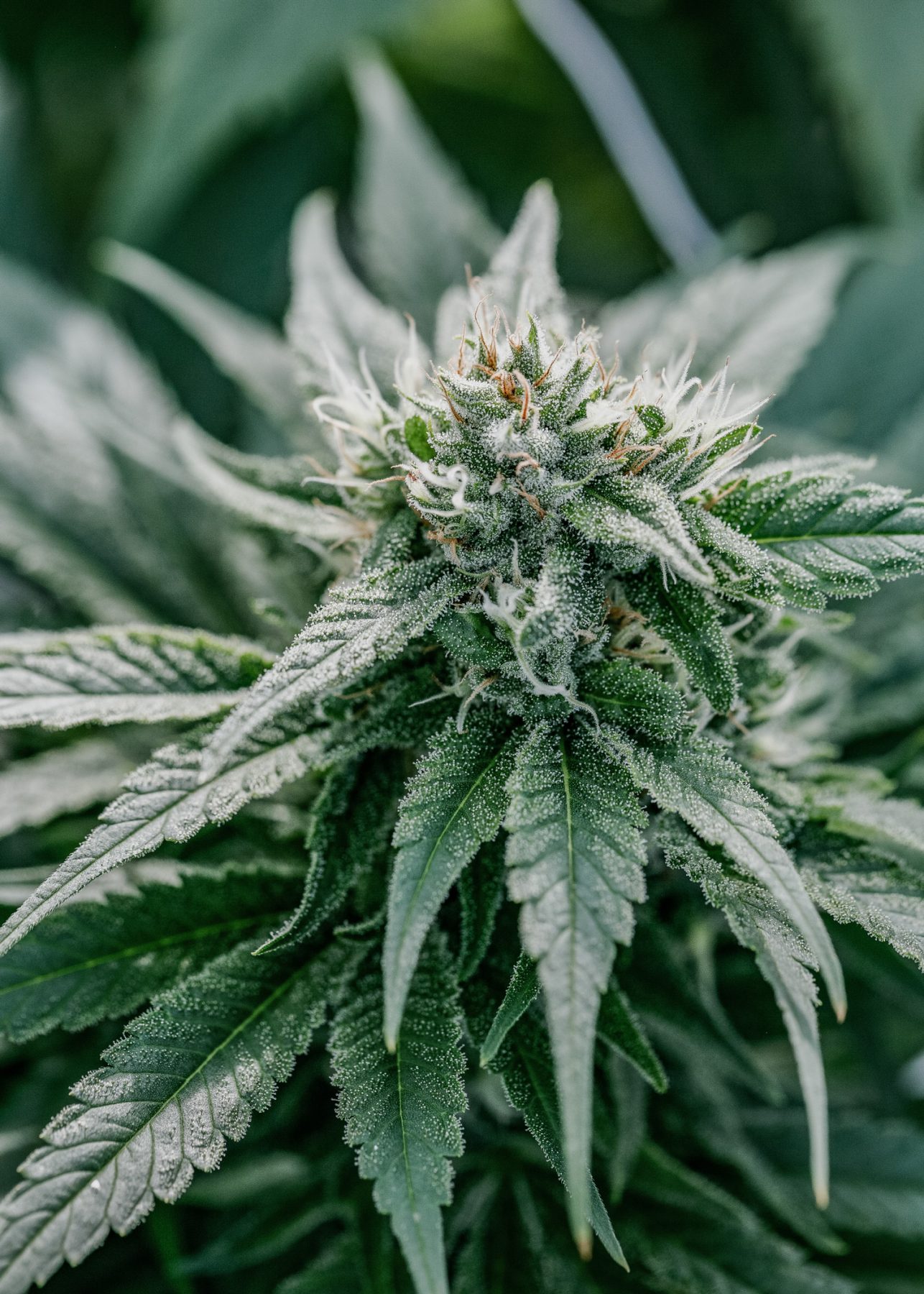 Pure Sun CBD Pure Sunfarms