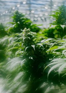 Pure Sun CBD plant hit by sunlight and blurred.