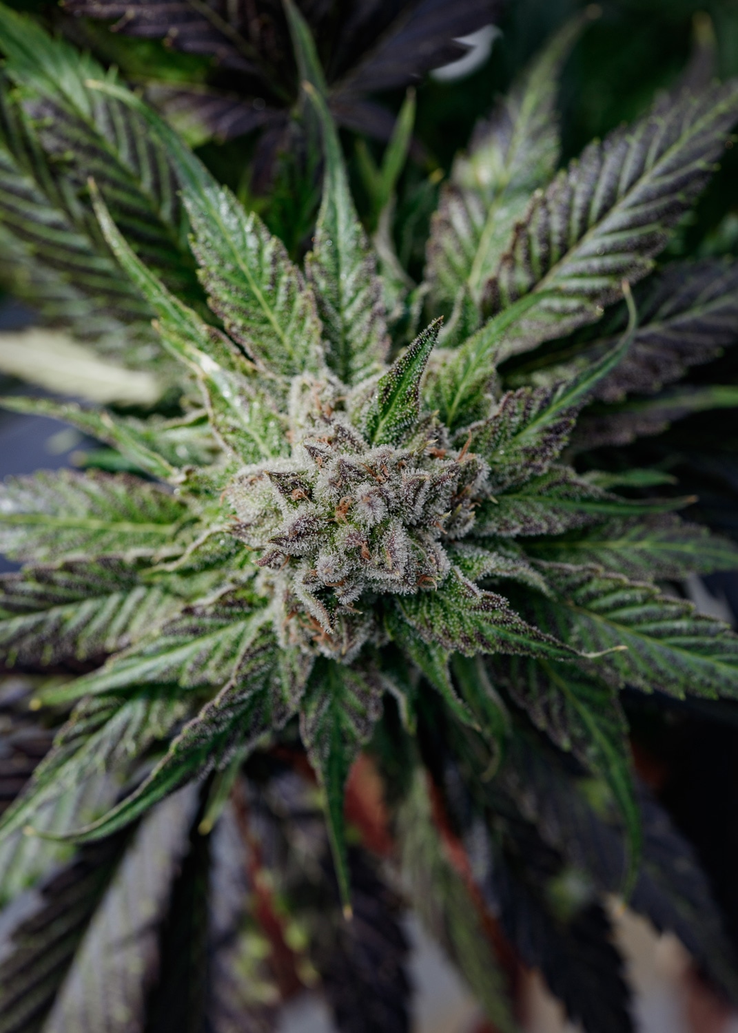 Purple Sun God trichomes and pistils.