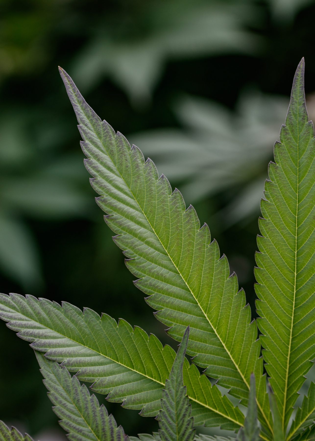 Close-up of White rhino fan leaf.