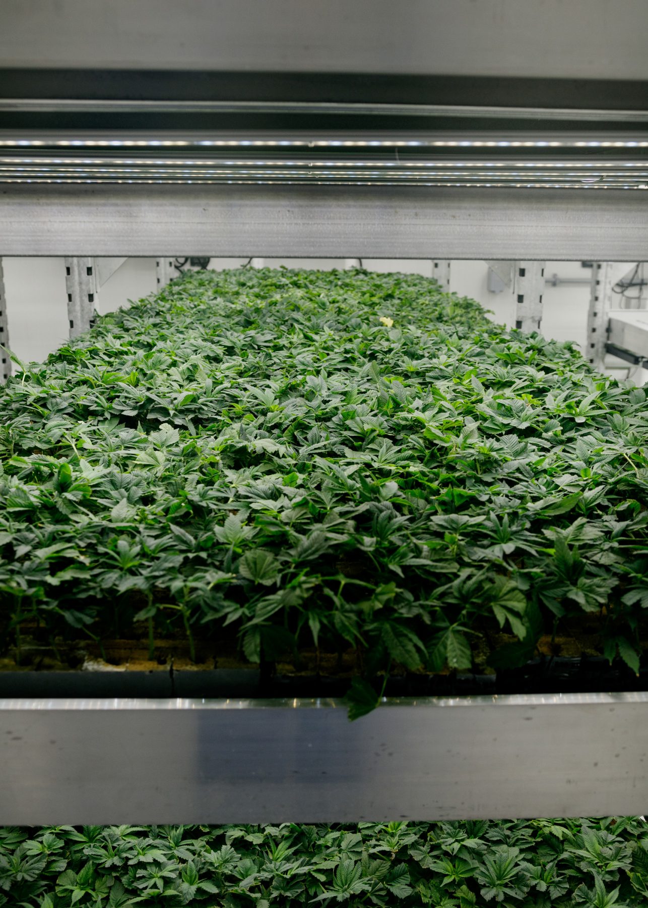 White Rhino plants in the nursery.