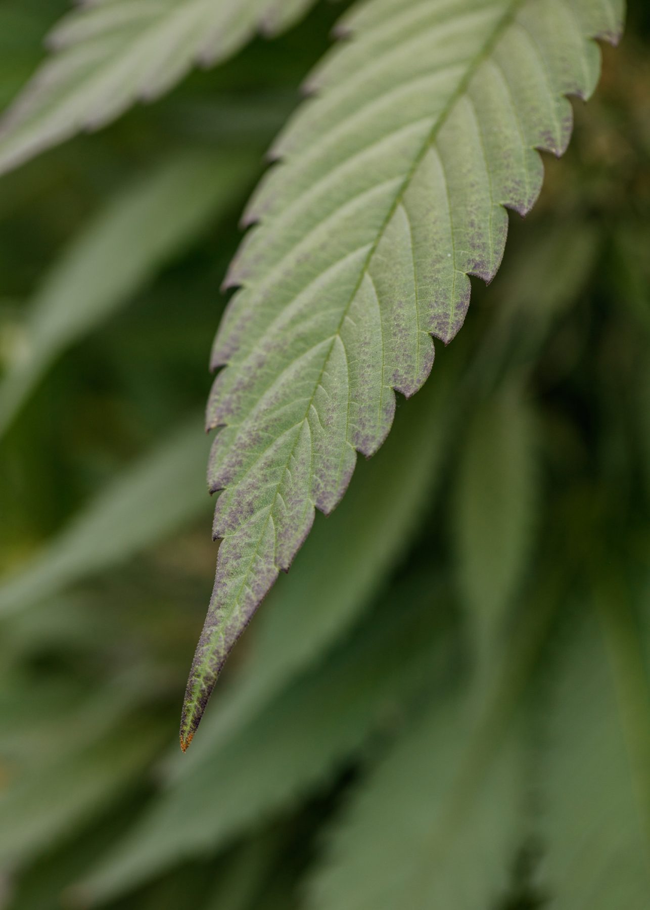 White Rhino fan leaf detail.