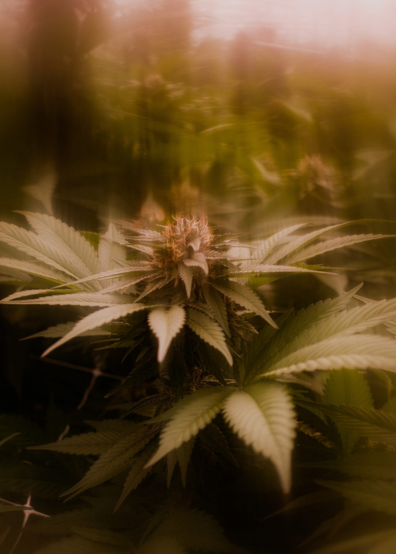 White Rhino plant hit by sunlight and blurred.