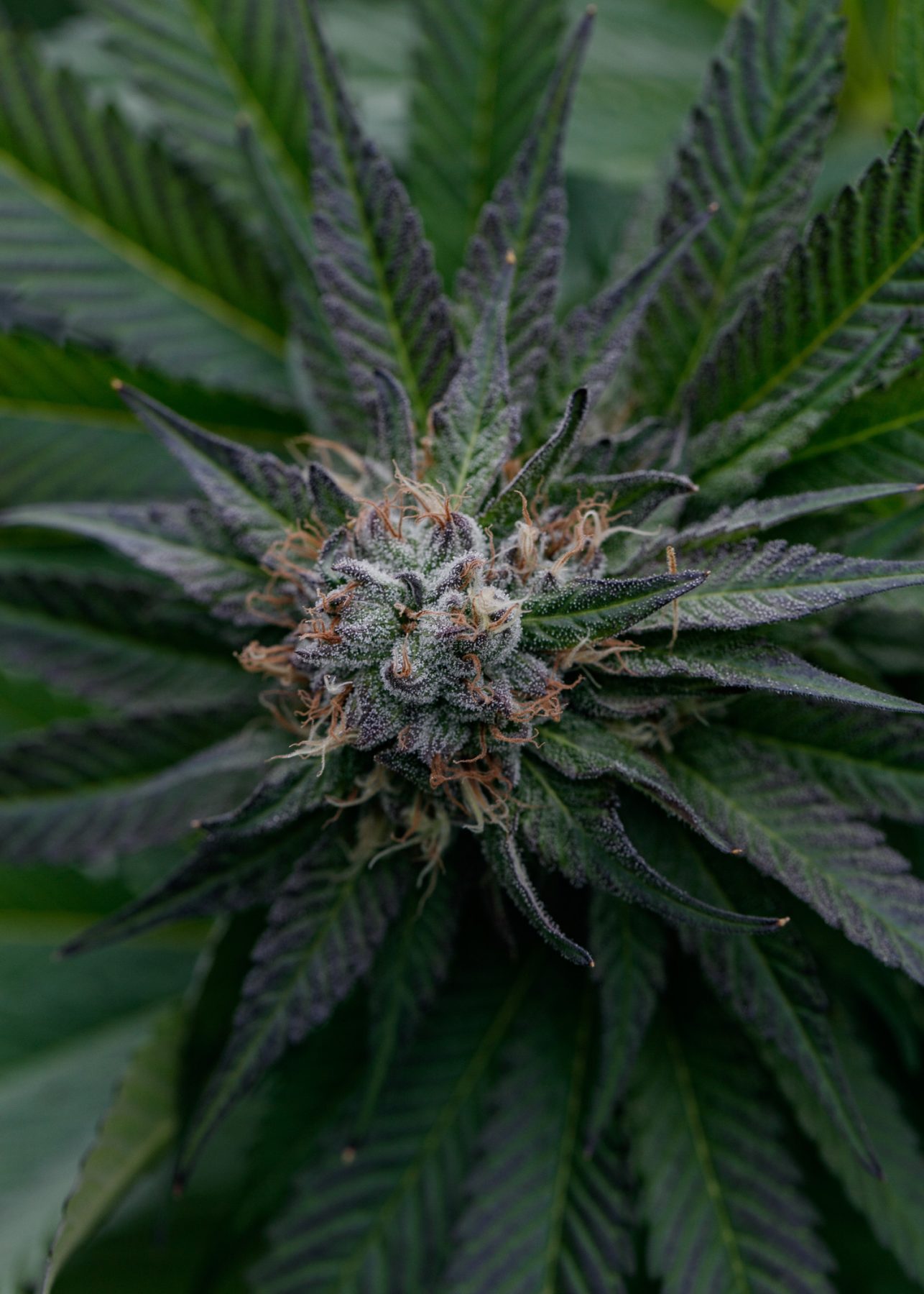 White Rhino trichomes and pistils.