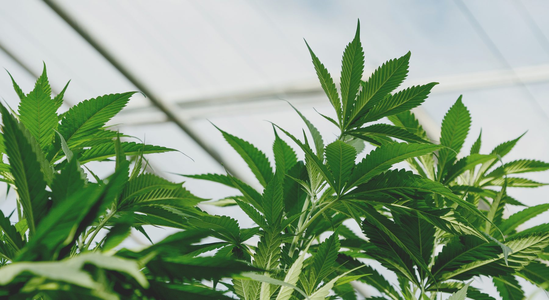 Plant growing in the greenhouse.