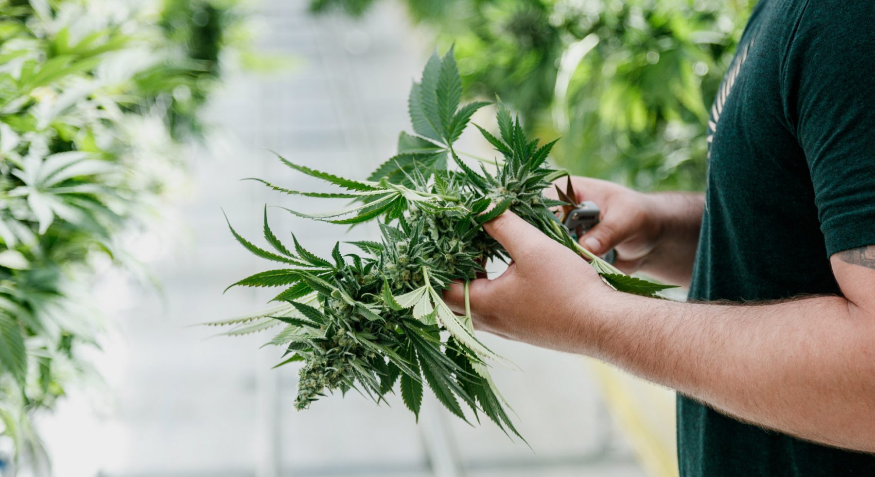 Pure Sunfarms employee trimming leaves in the greenhouse.