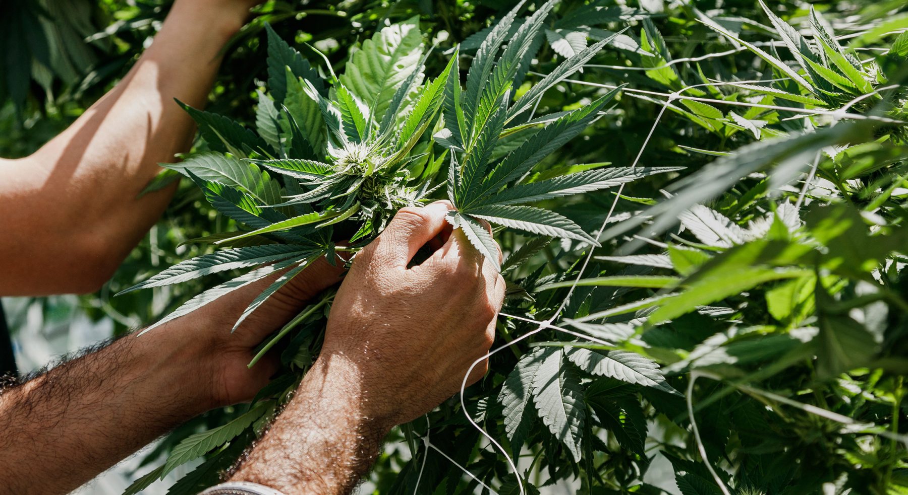 hands touching the plants in the greenhouse.